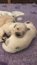 6 meravigliosi cuccioli di Golden Retriver