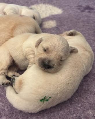 6 meravigliosi cuccioli di Golden Retriver