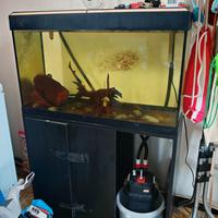 acquario 