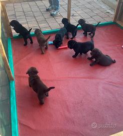 Cuccioli Labrador Retriever pronta consegna