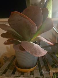 piante grasse e succulente