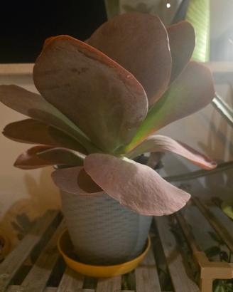 piante grasse e succulente