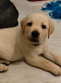 Maschietti labrador miele con pedigree