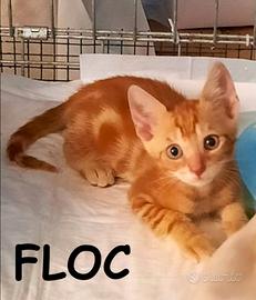 Flic e Floc micini rossi di 3 mesi