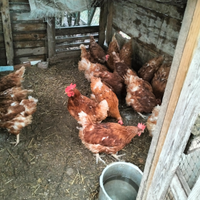Galline ovaiole