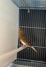 Coppia riproduttrice