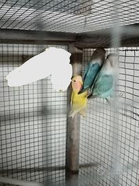 Inseparabili roseicollis