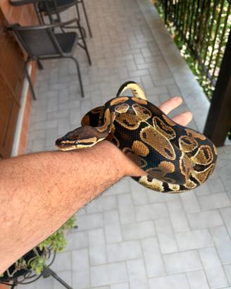 Pitone reale 66% Het Clown + terrario completo