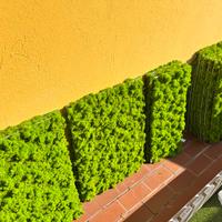 Muschio stabilizzato eterno