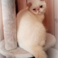 Cucciolone Exotic persiano