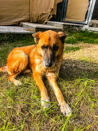 Incrocio pastore tedesco labrador