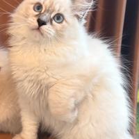 Dolcissimi cuccioli del gatto Siberiano Neva