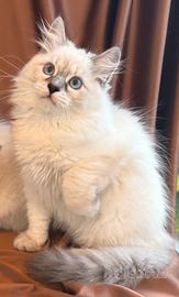 Dolcissimi cuccioli del gatto Siberiano Neva