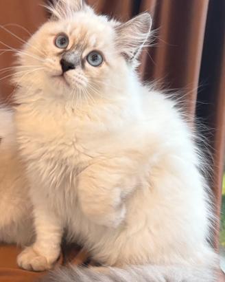 Dolcissimi cuccioli del gatto Siberiano Neva