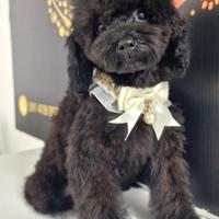 Cucciolo Barboncino Toy