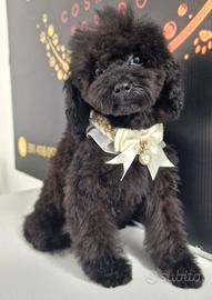 Cucciolo Barboncino Toy