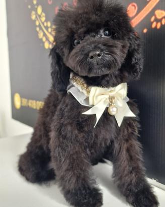 Cucciolo Barboncino Toy