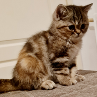 Exotic shorthair