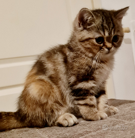 Exotic shorthair