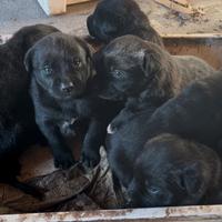Cuccioli incrocio mamma Malinios pura padre labra
