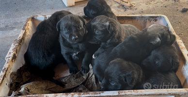 Cuccioli incrocio mamma Malinios pura padre labra
