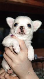 Chihuahua Pedigree Enci ?