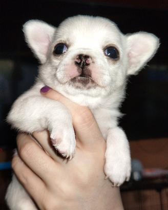 Chihuahua Pedigree Enci ?