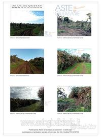 Terreno Agricolo Artena [A4298023]