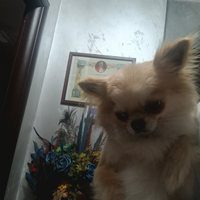 Chihuahua maschio per monta