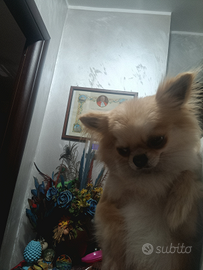 Chihuahua maschio per monta