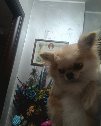 Chihuahua maschio per monta