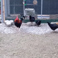 Gallo