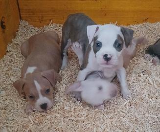 Amstaff terrier blue