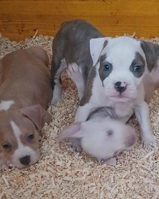 Amstaff terrier blue