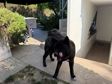 Akita americano accoppiamento