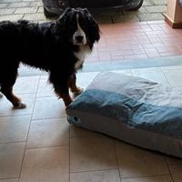 Materasso cani taglia S M L