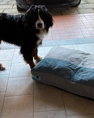 Materasso cani taglia S M L