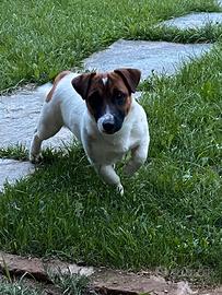 Jack Russell per monta