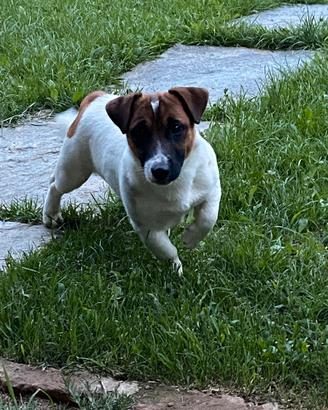 Jack Russell per monta