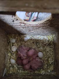 Cocorite da imbecco anellati foi