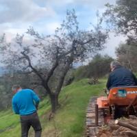 Legna da ardere dimensione stufa con Consegna