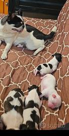 Cuccioli di chihuahua (chiuwawa)