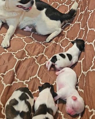 Cuccioli di chihuahua (chiuwawa)
