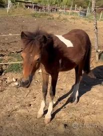Pony femmina
