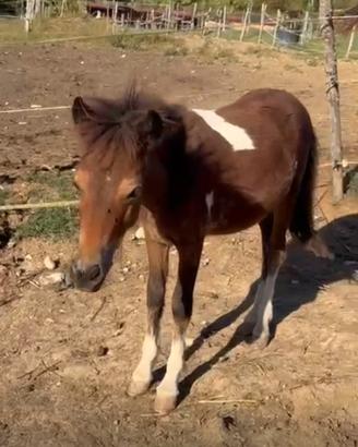 Pony femmina