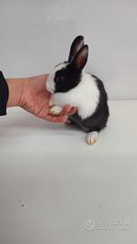 Coniglio nano