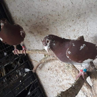 Colombi viaggiatori Mulemans