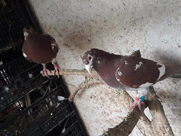 Colombi viaggiatori Mulemans