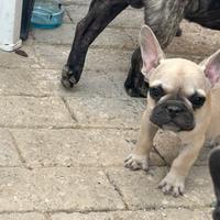 Cuccioli di bulldog Francesi