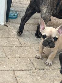 Cuccioli di bulldog Francesi